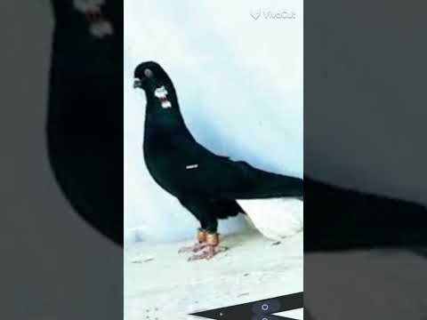 نوري أسود جميل