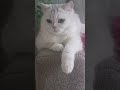 Сижу и думаю подпишись рек топ рекомендации тренды шортс хочуврек кот юмор рек Shorts Сижу и думаю подпишись рек топ рекомендации тренды шортс хочуврек кот юмор рек Shorts