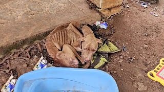 Trapped in Neglect After Been Saved, She Gradually Fainted After Weeks of Begging—Owner never Cared - YouTube