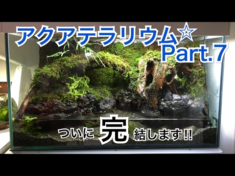 日本のアクアテラリウム水槽立上げ Part 7 最終回 Youtube