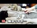 猫たちに囲まれて過ごす休日が、最高すぎた…【保護猫14匹と暮らす】