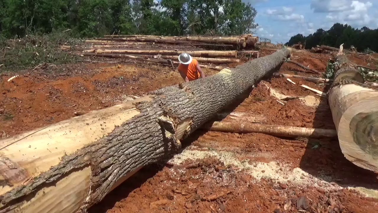 Husqvarna 372xp cutting big trees - YouTube