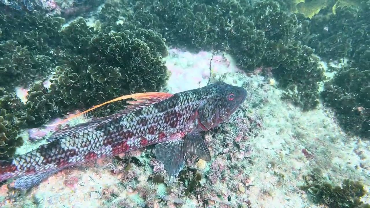 Gordons Bay, Sydney, December 2025