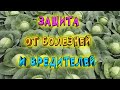 Выращивание капусты. Что надо знать? Как не допустить заражения капусты и атак вредителей.