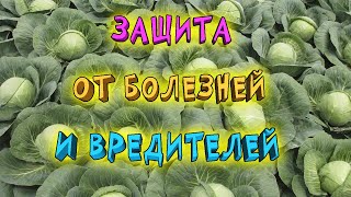 Выращивание капусты. Что надо знать? Как не допустить заражения капусты и атак вредителей.