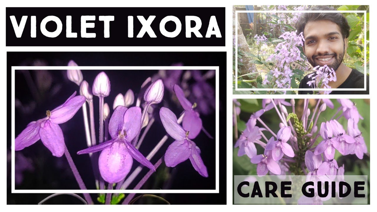 Violet Ixora Care Guide | Pseuderanthemum | Excellent Flowering Plant For  Shade | Nandanam Exotics - thptnganamst.edu.vn