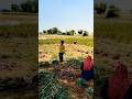 Pyaj ki khudai LIVE 🧅🔥#pyaj #farming #gaonlife #desivibes #shortsviral #viral