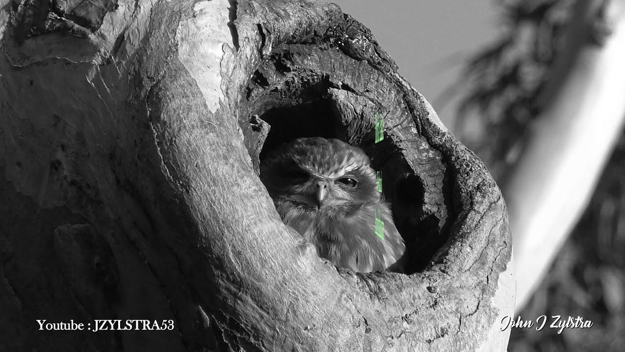 Bibra Lake Amphitheatre Video John Zylstra
