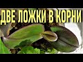 ДВЕ ЛОЖКИ ЧУДО НАСТОЯ В КОРНИ ОРХИДЕИ И ПЕНЬ ЗАКОЛОСИТСЯ!! ТОЛСТЯНКА - ЖИВОЕ ДЕРЕВО ДЛЯ  ОРХИДЕЙ!🌞🌞🌞