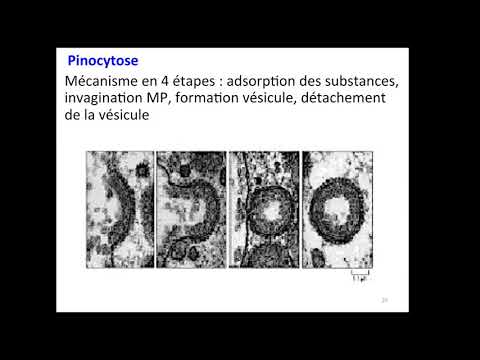 Video: Forskellen Mellem Endocytose Og Receptormedieret Endocytose
