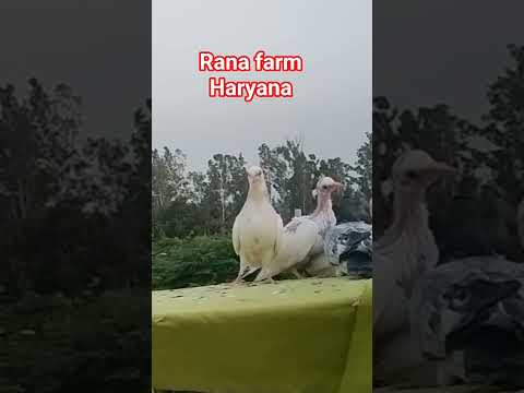 ek Shock KabootarBaji ka Ambala Haryana Rana dairy farm #reels #viral #trending #viralvideo