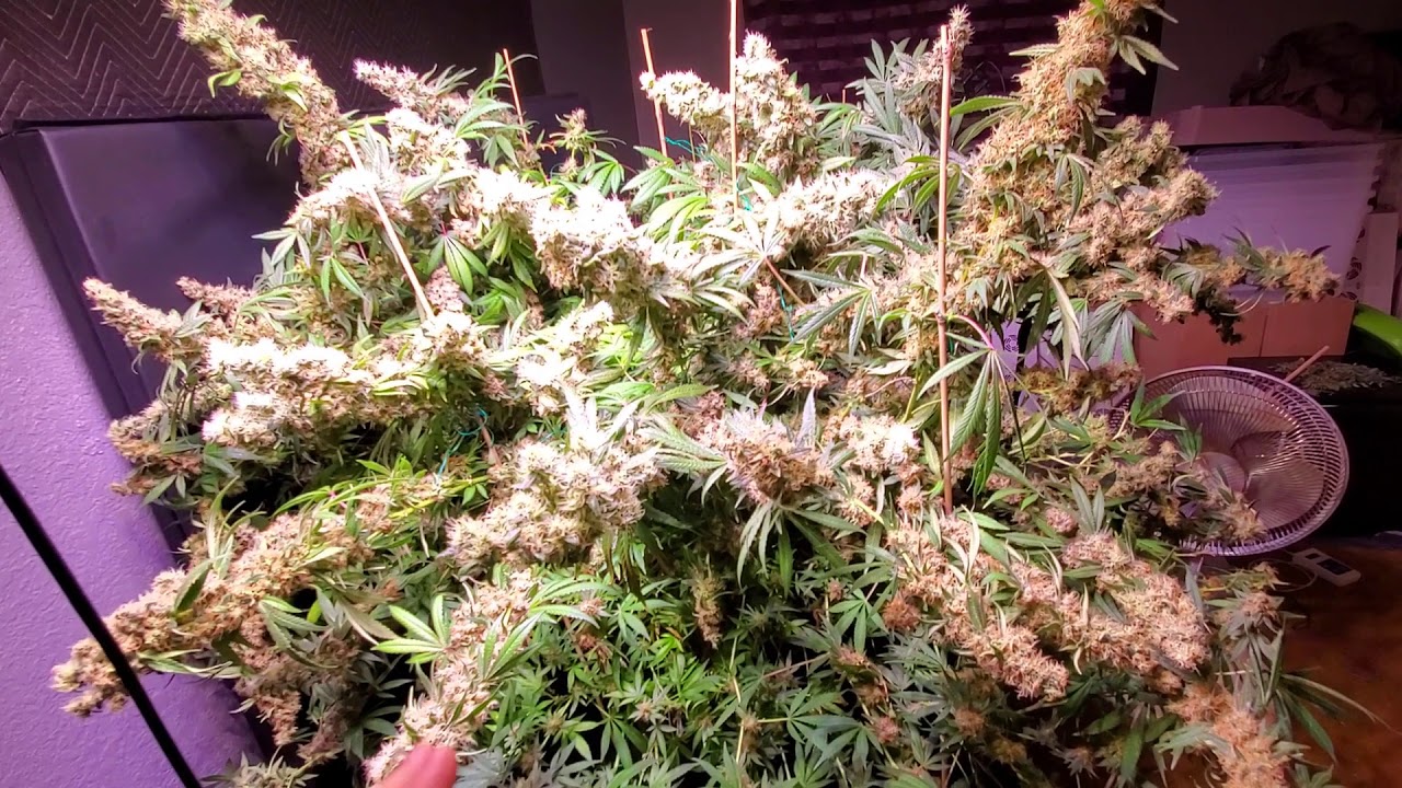 Day 57 Carnival Grow Update - LED update