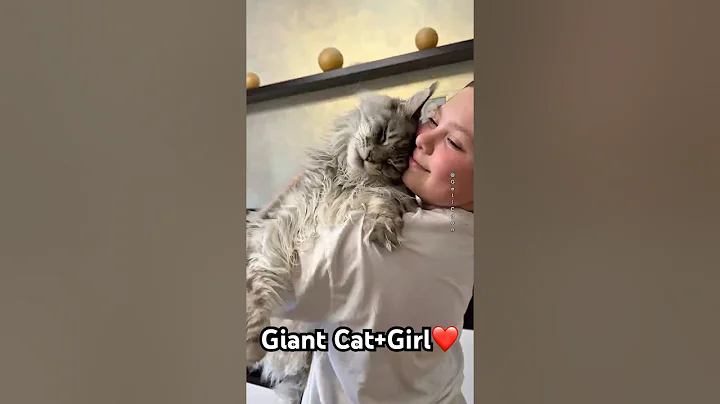 Video 11584861: mainecoon cats cute catlover, mainecoon cat cute love, mainecoon catlover animals, giant cat, cat girl