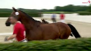 Holmevangs Zpirit At Blue Hors Summerfestival 2021.06.26