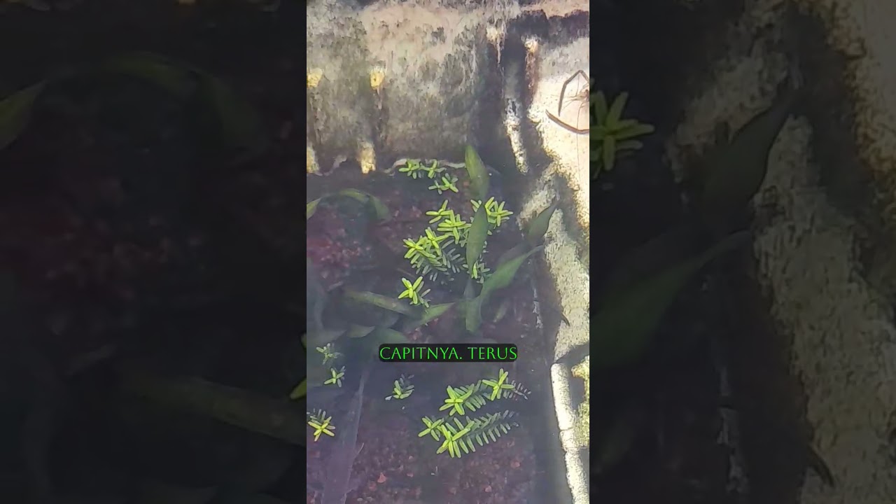 mini pound development update from used refrigerator boxes 