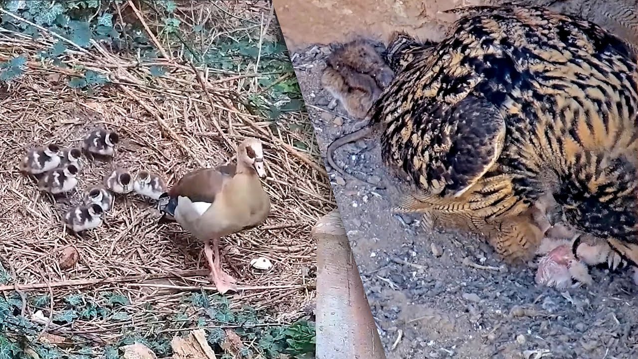 04.–05.04.2025: Gänse ziehen Leine, Uhus ziehen nach