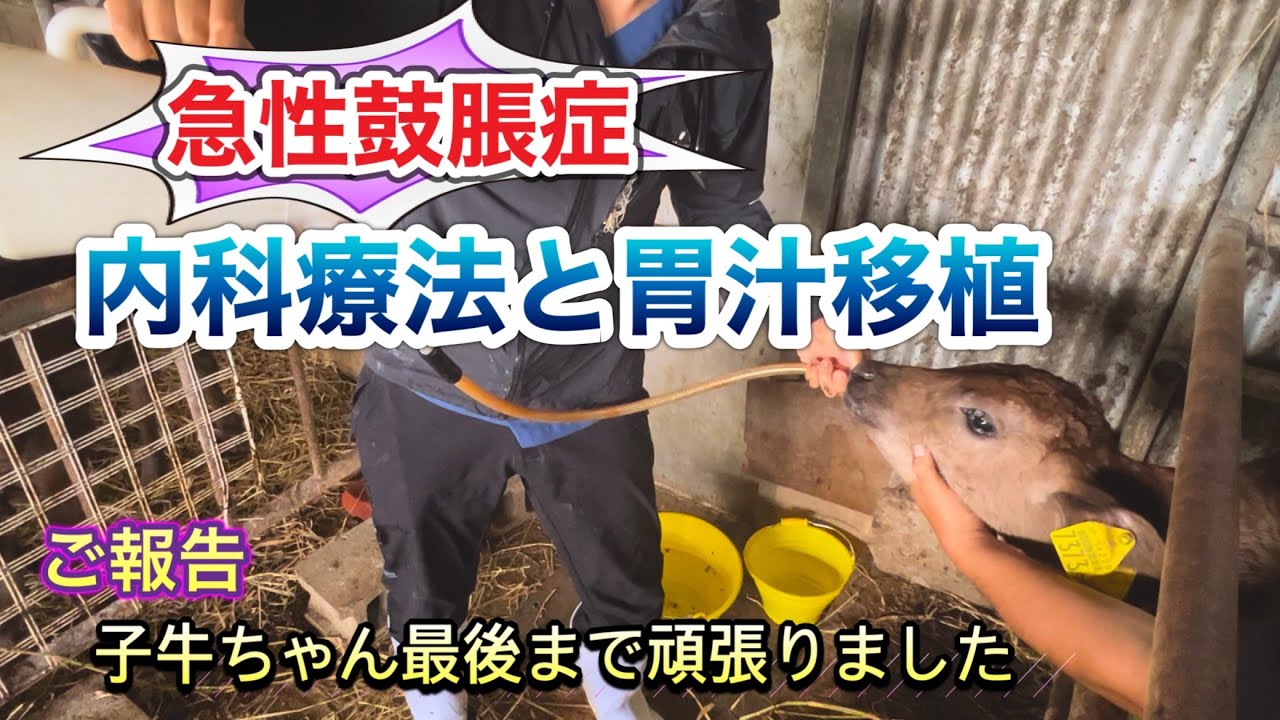 【鼓脹症】【胃汁】急性鼓脹症治療の様子【ご報告】最後まで頑張りました YouTube