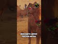 The Silk Road