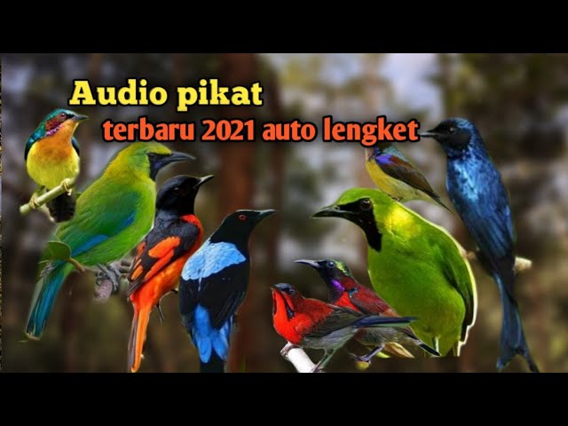 Kombinasi mp3 segala jenis burung ribut dijamin paling ampuh auto lengket class=