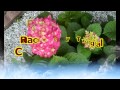 Racimo y Trigal - Carmelo Erdozain