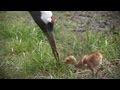 無償の愛　タンチョウの子育て　 Child-rearing of a Japanese crane