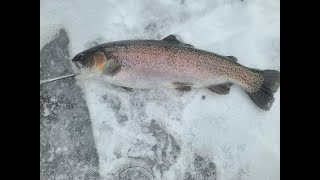 Ice Fishing for Trout