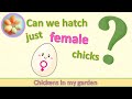 Can we hatch just female chicks?