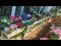 오래 피어있는 봄꽃들의 베란다정원 (Balcony garden with blooming flowers for a long time)