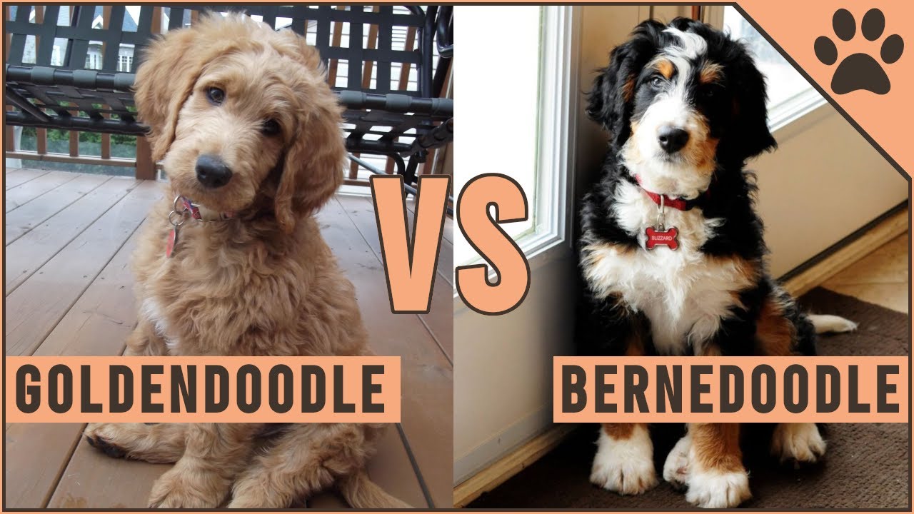 Goldendoodle vs Bernedoodle - Which Dog 