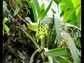 LAS ORQUIDEAS DEL MACCHU PICCHU parte 1