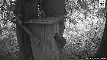 Siberian flying squirrel caught on camera