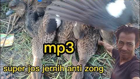 suara pikat belibis batu super jos