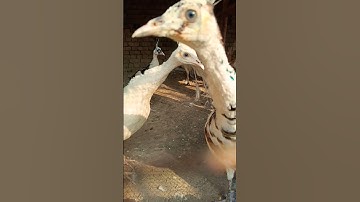 Peacock 🦚#trending #shorts #viral #youtubeshorts #shortvideo #youtube #viralvideo #reels #fyp #birds