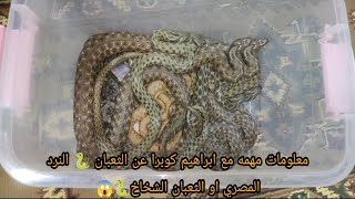 معلومات مهمه مع ابراهيم كوبرا عن الثعبان ? النرد المصري او الثعبان الشخاخ??