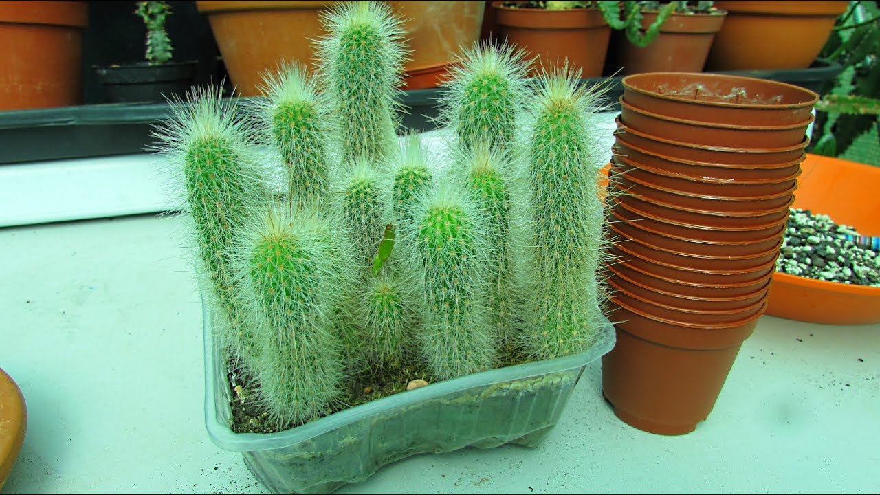 Potting up Cleistocactus Cactus Seedlings - Pricking out & Planting