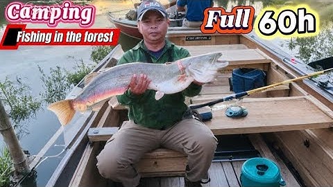 XÁC LẬP KỶ LỤC - CÁ NHEO KHỦNG NHẤT | Lần Đầu Tiên Câu Được Cá NHEO Khủng Ở Sông Vàng | Ve Rừng