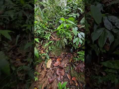 Climbing El Cero del Aripo #trinidad #hiking