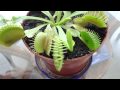 planta carnivora en accion (mordisquitos)