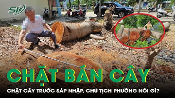 Hàng loạt cây cổ thụ tại Trụ sở phường bị chặt bán trước sáp nhập, Chủ tịch phường nói gì? | SKĐS