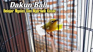 TERAPI PLECI DAKBAL AGAR CEPAT NGERIWIK DAN NGALAS