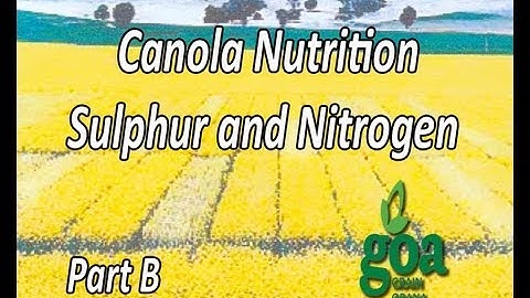 Canola and nitrogen nutrition B
