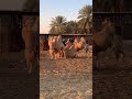 جمل ابو سنمين جمل ابو سنمين