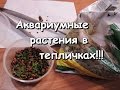 Тепличка для аквариумных растений.  Мой метод.