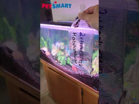 How To Return Dead Fish At PetSmart | RIP Algae Eater 😭🐠