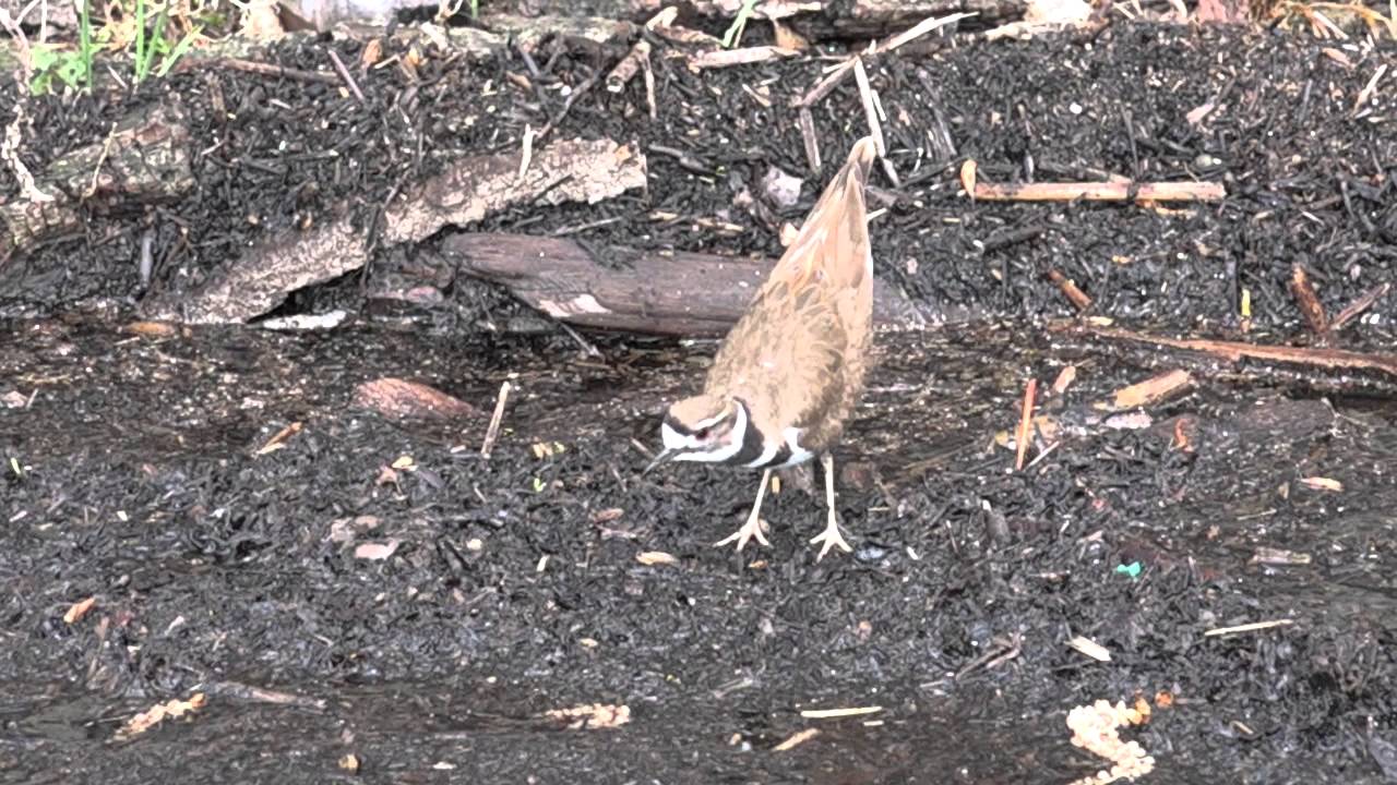 Closeup Killdeer Plover With Sounds YouTube