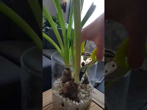 Amaryllis aftercare: what