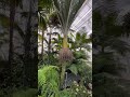 Amazing tropical house at RHS Wisley #tropicalgarden #plant #tropicalgardens #shortvideo #shorts