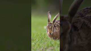 جارج اور خرگوش کی کہانی بہت سبق آموز ہےsic story of #duet George and the Rabbit is very instructive.