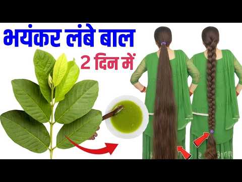 अमरूद के पत्ते में 1 चीज़ मिलाकर बालों में लगा लो | Bal bhayankar Lambe Ghane Ho jaenge - Hair Grow