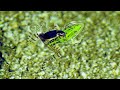 Underwater war of epomis beetle and frog.